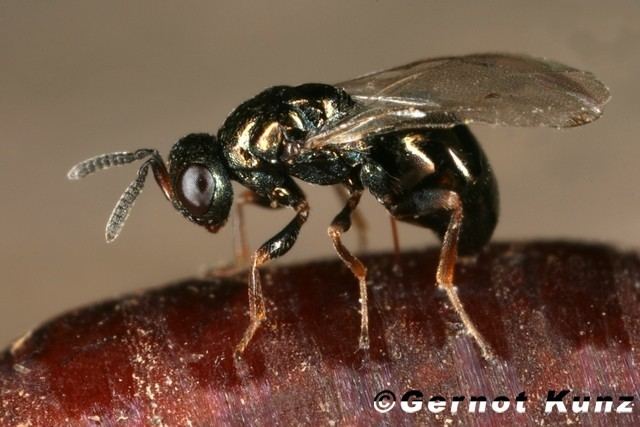 Nasonia Vitripennis Alchetron The Free Social Encyclopedia 