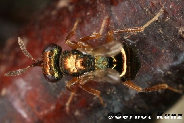 Nasonia vitripennis vitripennis ErzwespeM12