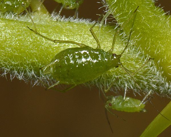 Nasonovia ribisnigri Nasonovia ribisnigri Currantlettuce aphid identification images