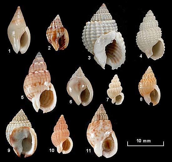Nassariidae seashellsofnsworgauNassariidaeImagesnassariid