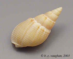 Nassariidae Nassariidae Nassa Mud Snails