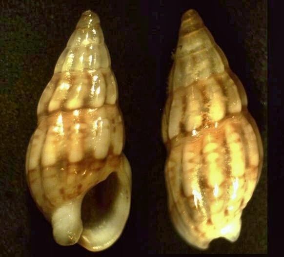 Nassarius capensis