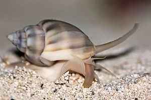 Nassarius Nassarius Snails Care Guide and Information