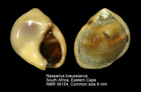 Nassarius kraussianus HomeNATURAL HISTORY MUSEUM ROTTERDAM Mollusca Gastropoda