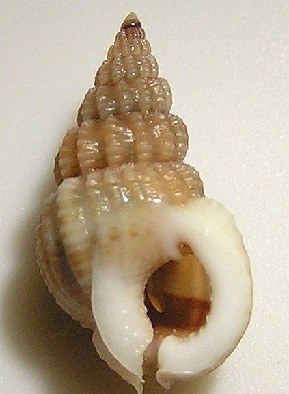 Nassarius pachychilus