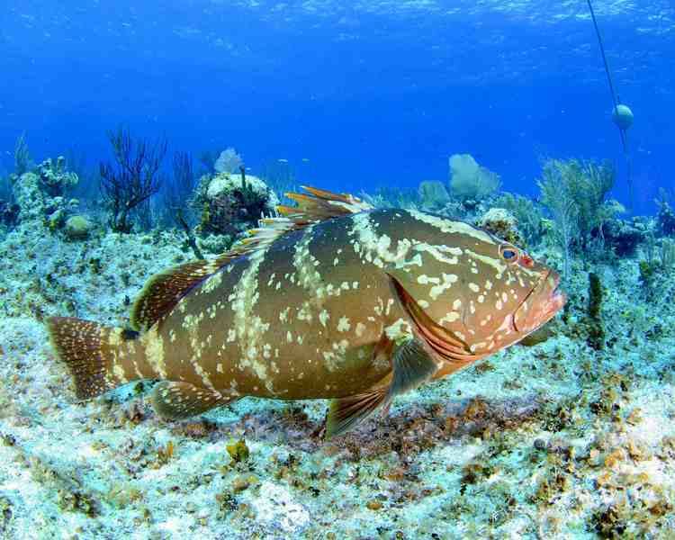 Nassau grouper httpsrollingharbourfileswordpresscom201412