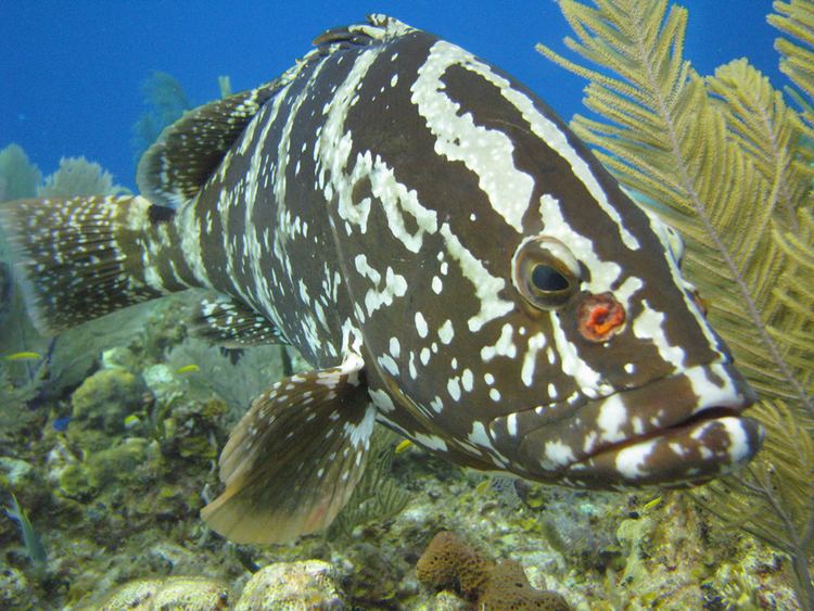 Nassau grouper Nassau Grouper A Beautiful Fish at Risk The Huffington Post