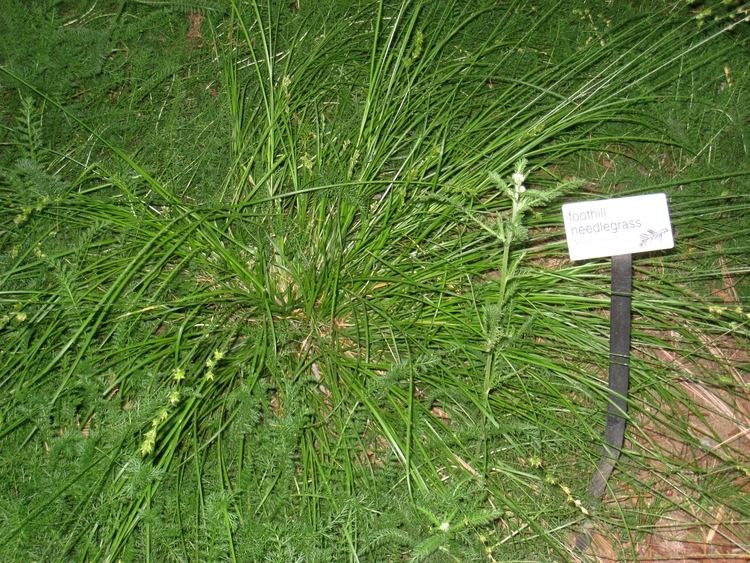 Nassella lepida FileUC Davis arboretum Nassella lepidajpg Wikimedia Commons
