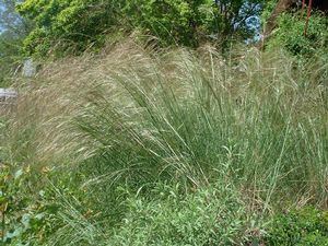 Nassella pulchra Nassella pulchra 3939 Purple needle grass from Gold Rush Nursery