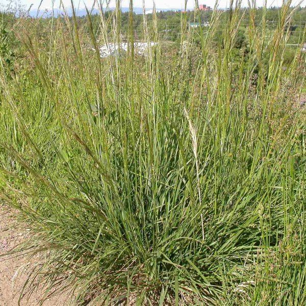 Nassella viridula STIPA NASSELLA VIRIDULA Green Needle Grass