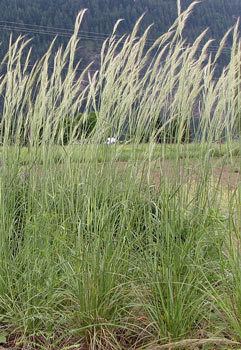 Nassella viridula Nassella Stipa viridula Green Needle Grass