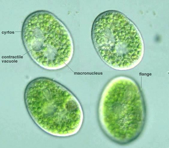 Nassula Protist Images Nassula