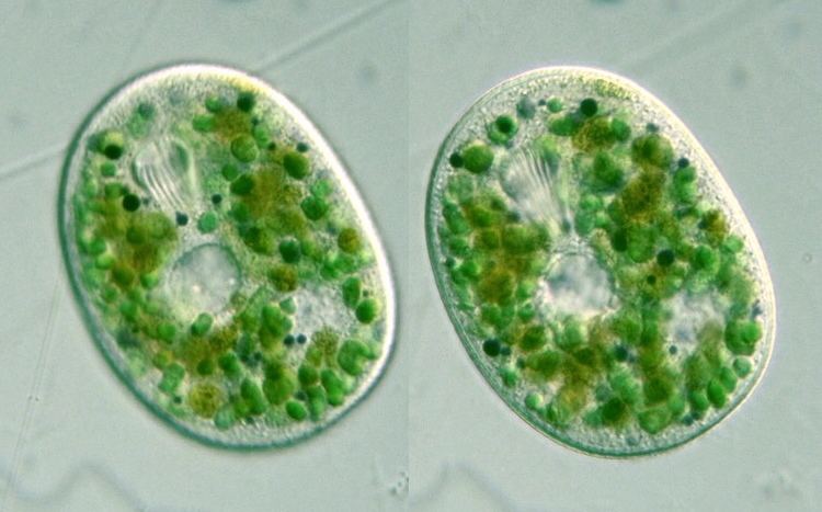 Nassula Protist Images Nassula