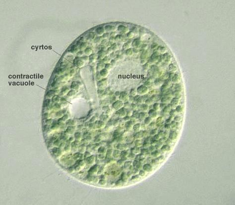 Nassula Protist Images Nassula