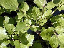 Nasturtium (genus) httpsuploadwikimediaorgwikipediacommonsthu