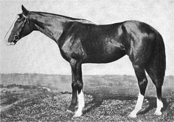 Nasturtium (horse)