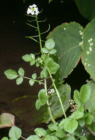 Nasturtium microphyllum microphyllum