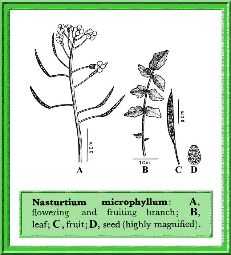 Nasturtium microphyllum Nasturtium microphyllum in Flora of Pakistan eflorasorg