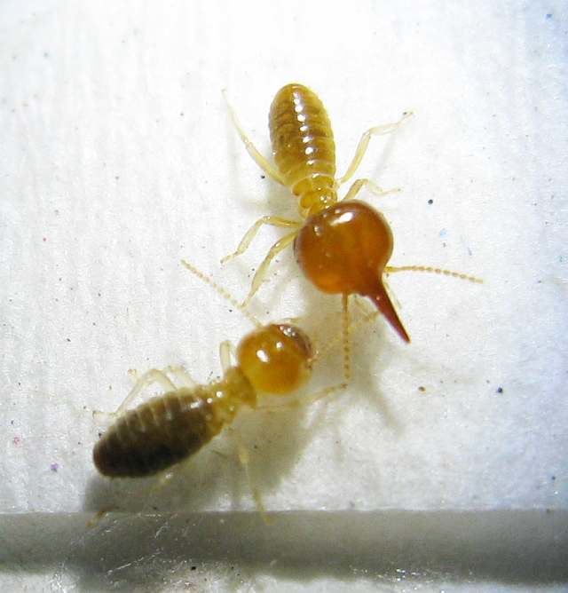 Nasutitermes Photos and Info on Ants and Termites of Malaysia Nasutitermes Sp