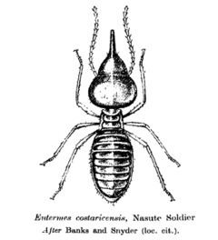 Nasutitermitinae httpsuploadwikimediaorgwikipediacommonsthu