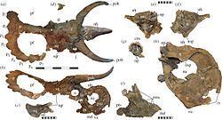 Nasutoceratops Nasutoceratops Wikipedia