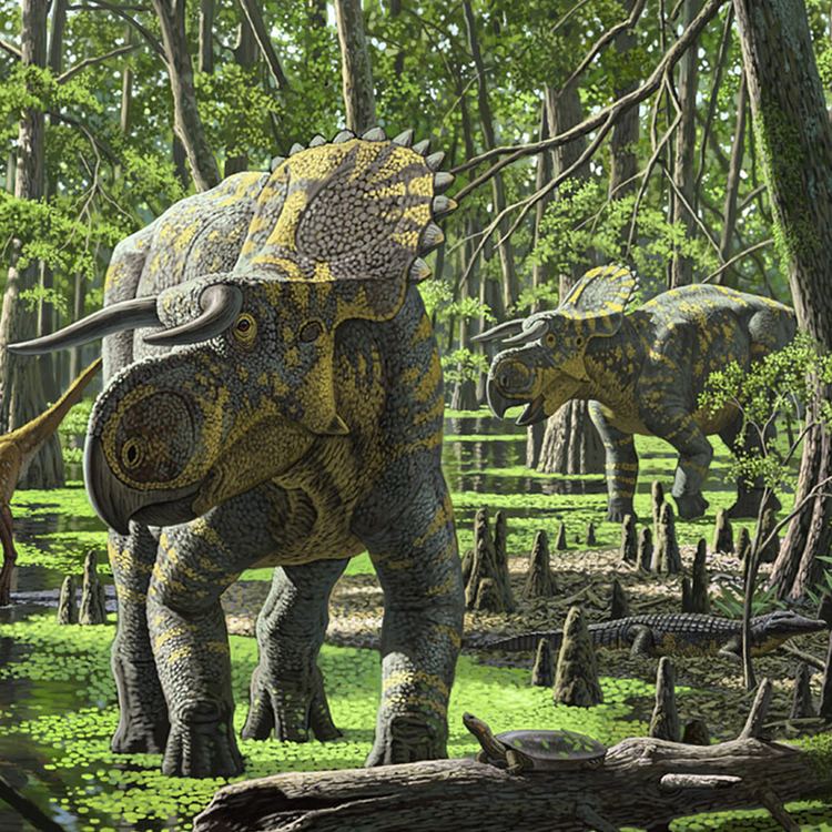 Nasutoceratops LargeNosed Horned Face Nasutoceratops Debuts Phenomena