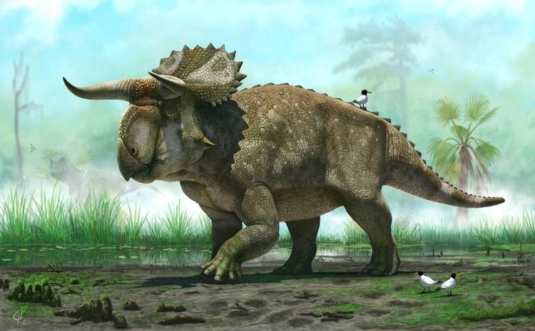 Nasutoceratops LargeNosed Horned Face Nasutoceratops Debuts Phenomena