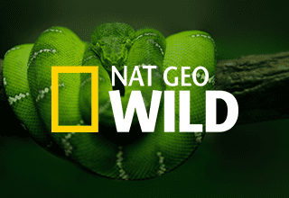 Nat Geo Wild Nat Geo Wild Flying Cursor