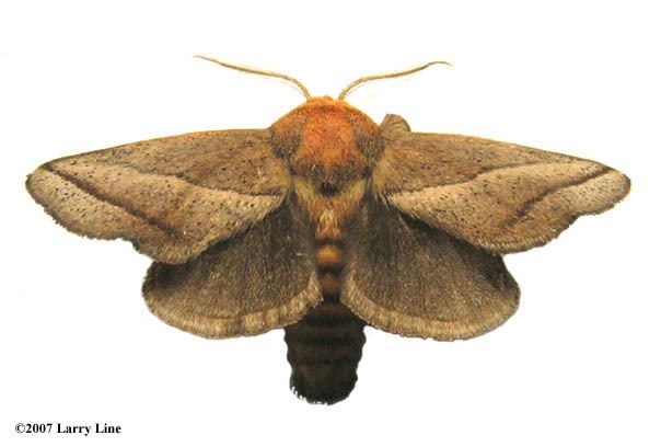 Natada nasoni Maryland Biodiversity Project Nason39s Slug Moth Natada nasoni