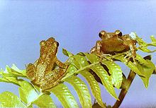 Natal diving frog httpsuploadwikimediaorgwikipediacommonsthu