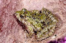 Natal dwarf puddle frog httpsuploadwikimediaorgwikipediacommonsthu