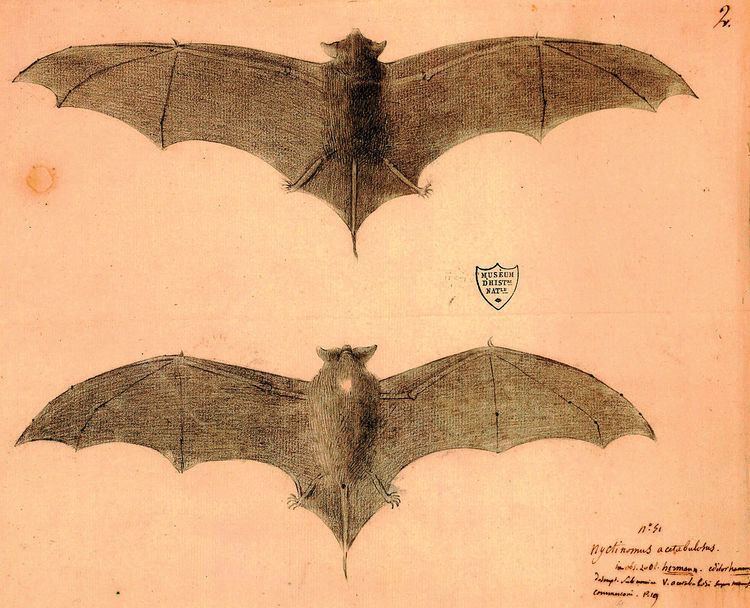 Natal free-tailed bat