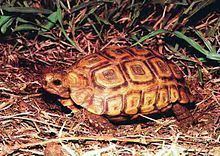 Natal hinge-back tortoise httpsuploadwikimediaorgwikipediacommonsthu
