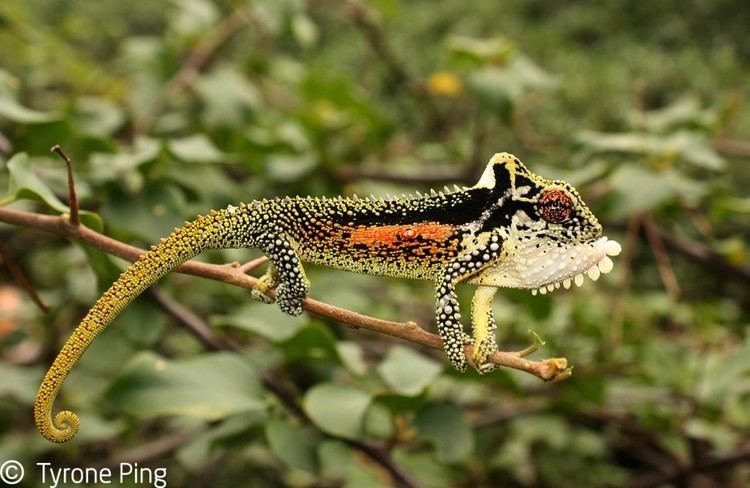 Natal Midlands dwarf chameleon wwwtyronepingcozawpcontentuploads201508Br