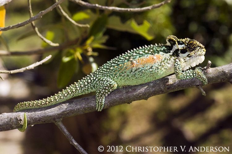 Natal Midlands dwarf chameleon Bradypodion thamnobates Natal Midlands Dwarf Chameleon Flickr