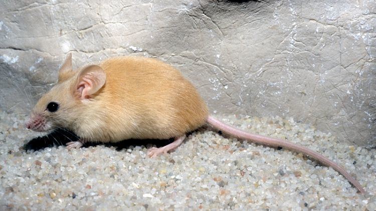 Natal multimammate mouse Mastomys natalensis African softfurred rat Praomys natalensis