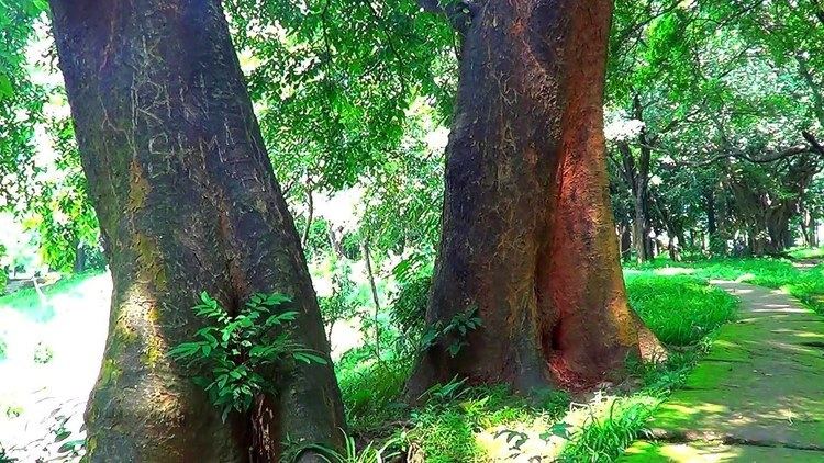 National Botanical Garden of Bangladesh Beautiful Places To See The National Botanical Garden Of Bangladesh
