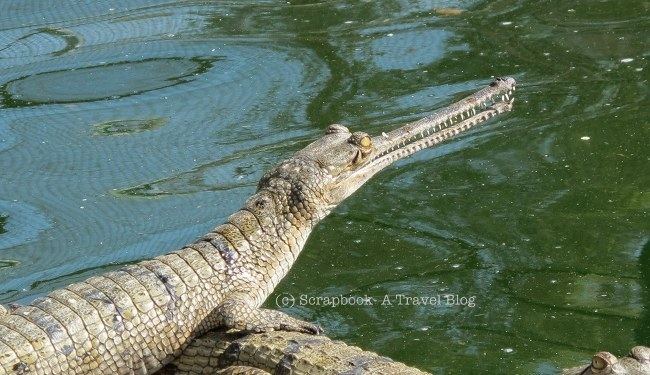 National Chambal Sanctuary Call of the Wild National Chambal Sanctuary The river of Gharials
