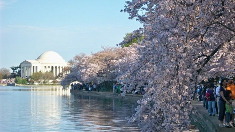 National Cherry Blossom Festival HighResolution Images National Cherry Blossom Festival