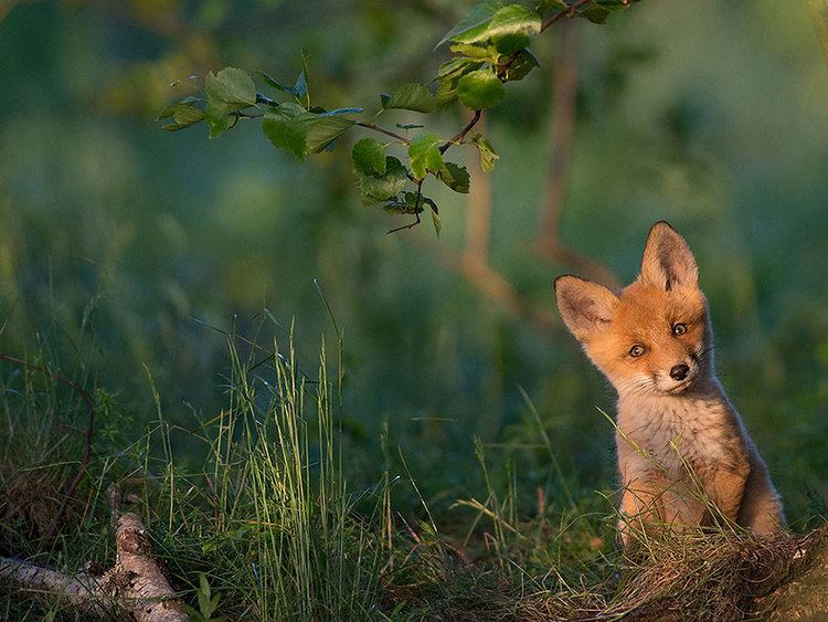 National Geographic (magazine) National Geographic39s Top 20 Photos Of 2015 Bored Panda