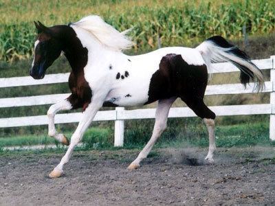 National Show Horse National Show Horse Info Origin History Pictures Horse Breeds