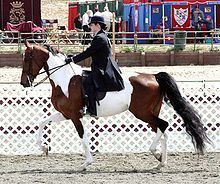 National Show Horse httpsuploadwikimediaorgwikipediacommonsthu