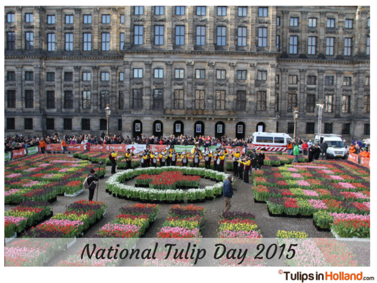 National Tulip Day tulipsinhollandcomwpcontentuploads201501tul