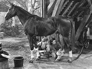 National Velvet (film) National Velvet film Wikipedia