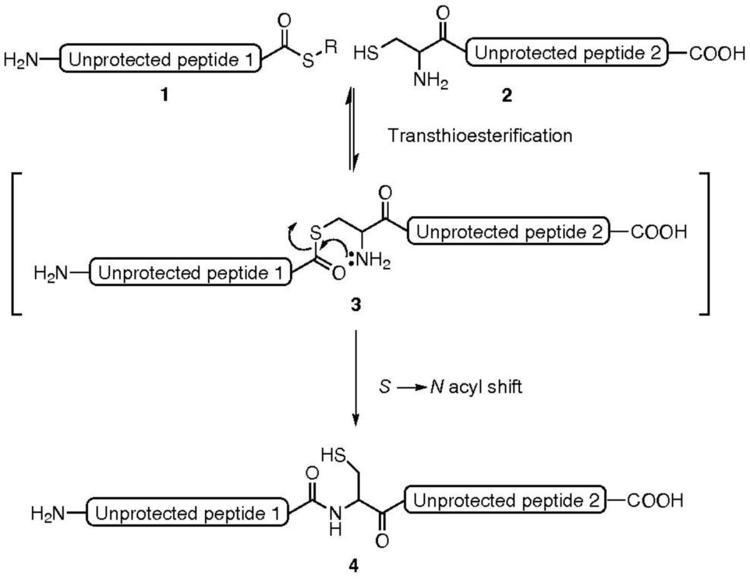 Native chemical ligation