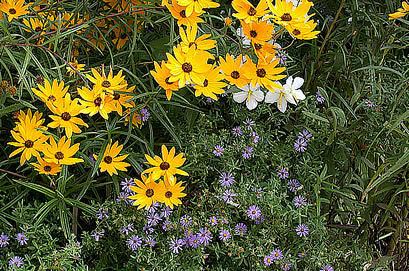 Native plant North Carolina Botanical Garden Plants And Gardening Recommended