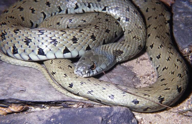 Natrix Iberian Grass Snake Cryptic New Species of Snake Identified