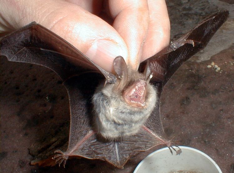 Natterer's bat Natterer39s bat Wikipedia