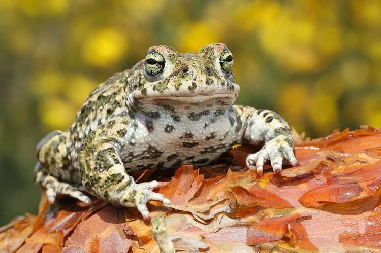 Natterjack toad Natterjack Toad The Herpetological Society of Ireland