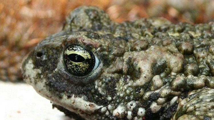 Natterjack toad Froglife